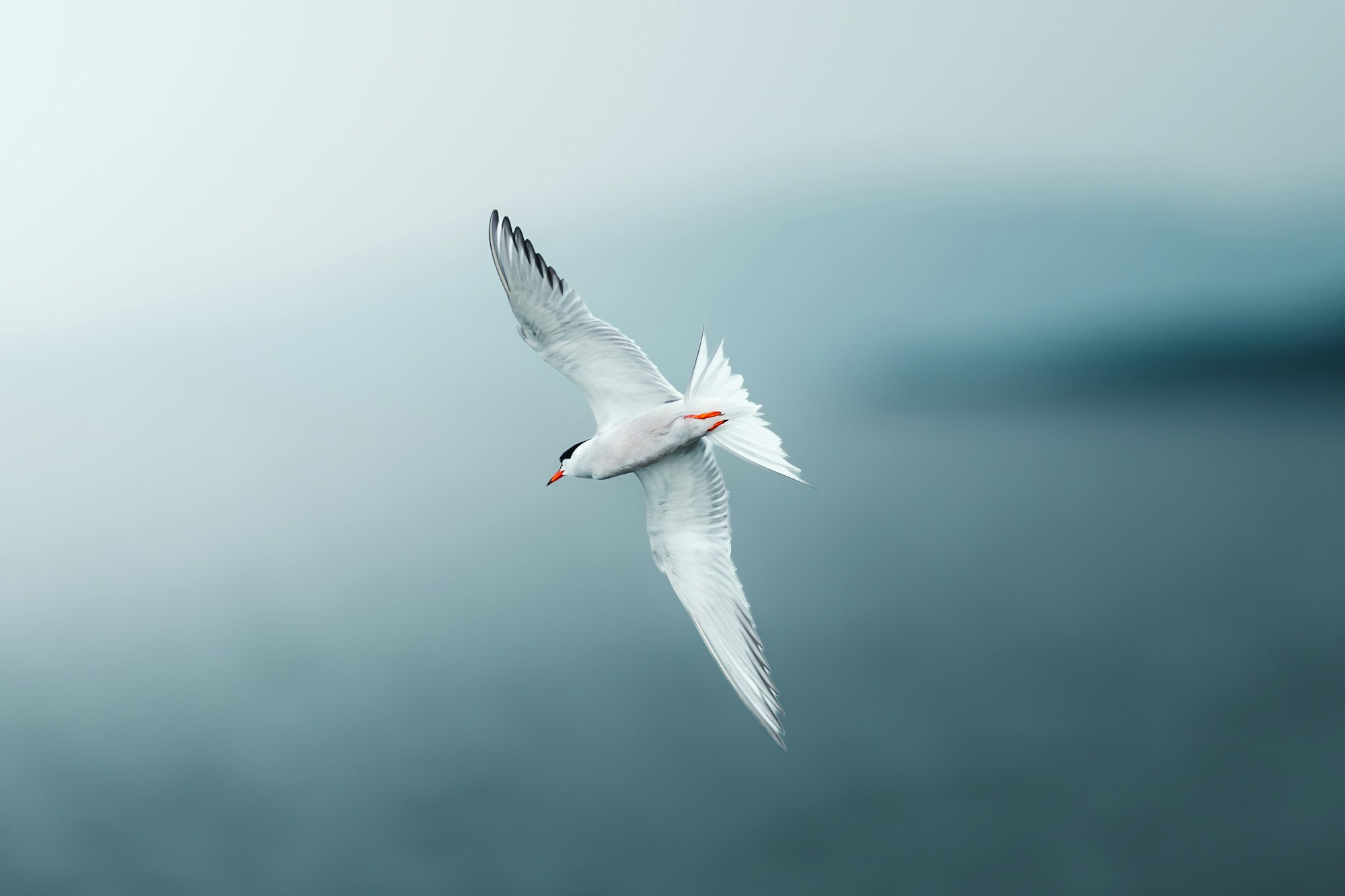 A white bird flies gracefully over a blurred blue background.